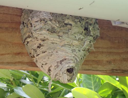 Dolichovespula media
